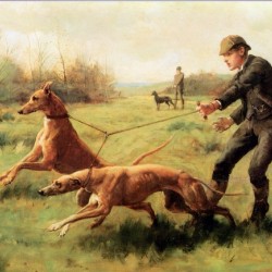 Training of greyhounds